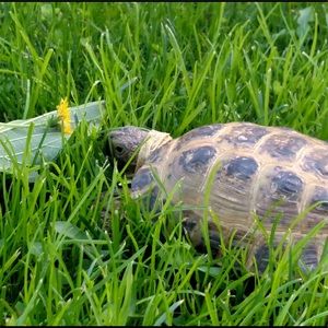 Meet your Posher, Alandrah